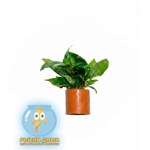 ЛИМОННИК КОМПАКТ - Hygrophila corymbosa compact