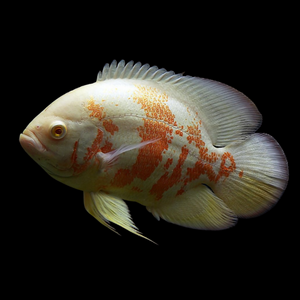 АСТРОНОТУС ТИГРОВЫЙ АЛЬБИНОС 5-6см - Astronotus

Внешний вид

Это селекционная форма. Тело светлое, почти белое, с яркими оранжевыми или красными пятнами и полосами. Ключевая особенность альбиносов — розовые или оранжевые глаза и плавники, полностью лишённые тёмной пигментации. У основания хвостового плавника есть характерное тёмное пятно с оранжевой каймой.