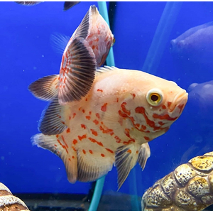 АСТРОНОТУС ТИГРОВЫЙ АЛЬБИНОС 5-6см - Astronotus

Внешний вид

Это селекционная форма. Тело светлое, почти белое, с яркими оранжевыми или красными пятнами и полосами. Ключевая особенность альбиносов — розовые или оранжевые глаза и плавники, полностью лишённые тёмной пигментации. У основания хвостового плавника есть характерное тёмное пятно с оранжевой каймой.