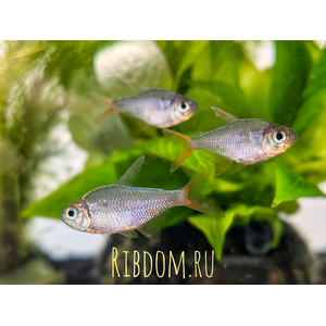 Эквадорская тетра (научное название — Hyphessobrycon equadoriensis) — это небольшая стайная рыбка из семейства Харациновые. Её также называют сапфировой тетрой или хифессобриконом эквадорским.