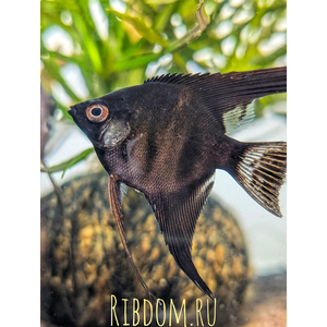 Скалярия чёрная (Pterophyllum black) — селекционная форма обыкновенной скалярии (Pterophyllum scalare). Характеризуется насыщенной чёрной окраской тела. Ещё называют «чёрной скалярией Людвига» по фамилии создателей породы — Джулии и Фреда Людвигов.