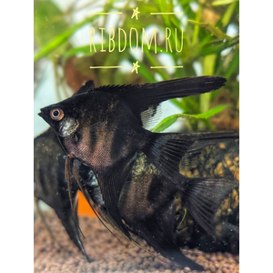 Скалярия чёрная (Pterophyllum black) — селекционная форма обыкновенной скалярии (Pterophyllum scalare). Характеризуется насыщенной чёрной окраской тела. Ещё называют «чёрной скалярией Людвига» по фамилии создателей породы — Джулии и Фреда Людвигов.
