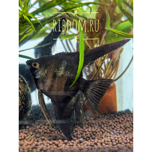 Скалярия чёрная (Pterophyllum black) — селекционная форма обыкновенной скалярии (Pterophyllum scalare). Характеризуется насыщенной чёрной окраской тела. Ещё называют «чёрной скалярией Людвига» по фамилии создателей породы — Джулии и Фреда Людвигов.