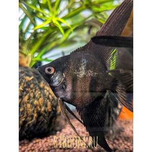 Скалярия чёрная (Pterophyllum black) — селекционная форма обыкновенной скалярии (Pterophyllum scalare). Характеризуется насыщенной чёрной окраской тела. Ещё называют «чёрной скалярией Людвига» по фамилии создателей породы — Джулии и Фреда Людвигов. Скалярия чёрная (Pterophyllum black) — селекционная форма обыкновенной скалярии (Pterophyllum scalare). Характеризуется насыщенной чёрной окраской тела. Ещё называют «чёрной скалярией Людвига» по фамилии создателей породы — Джулии и Фреда Людвигов.