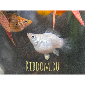 Моллинезия баллон (Poecilia Sphenops Balloon) — селекционная форма моллинезии, выведенная искусственным путём. Установить точный родительский вид невозможно, но предполагают, что при создании формы использовались моллинезия сфенопс, моллинезия латипина и моллинезия велифера, а также их гибриды.