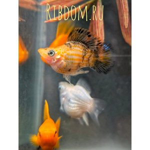 Моллинезия баллон (Poecilia Sphenops Balloon) — селекционная форма моллинезии, выведенная искусственным путём. Установить точный родительский вид невозможно, но предполагают, что при создании формы использовались моллинезия сфенопс, моллинезия латипина и моллинезия велифера, а также их гибриды.