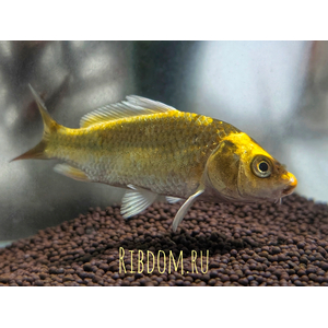 Карп кои Кабуто бабочка (Cyprinus carpio 'Kabuto Longfin') — это декоративная селекционная форма обычного карпа кои, отличающаяся длинными вуалевыми плавниками и ярким металлическим окрасом. Название «Кабуто» переводится с японского как «шлем самурая», что отражает силу и благородство этой рыбы.