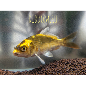Карп кои Кабуто бабочка (Cyprinus carpio 'Kabuto Longfin') — это декоративная селекционная форма обычного карпа кои, отличающаяся длинными вуалевыми плавниками и ярким металлическим окрасом. Название «Кабуто» переводится с японского как «шлем самурая», что отражает силу и благородство этой рыбы.