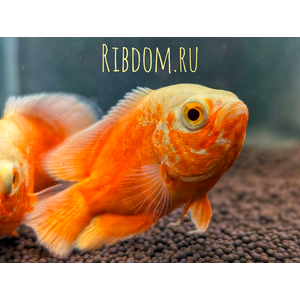 АСТРОНОТУС СУПЕР РЕД - Astronotus Oscar super red 6-7см