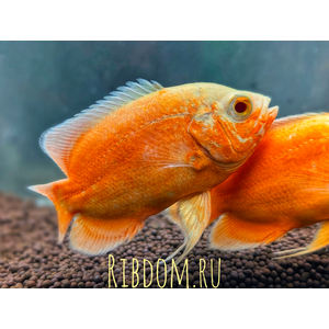 АСТРОНОТУС СУПЕР РЕД - Astronotus Oscar super red 6-7см