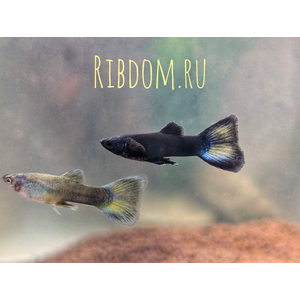 Гуппи «Московская синяя» (также известна как Guppy Moscow Blue) — селекционная форма обыкновенного гуппи (Poecilia reticulata).