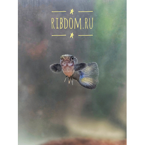 Гуппи «Московская синяя» (также известна как Guppy Moscow Blue) — селекционная форма обыкновенного гуппи (Poecilia reticulata).