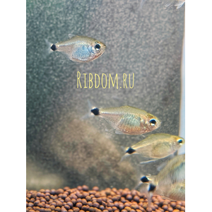 Hyphessobrycon heliacus — аквариумная рыбка из семейства Харациновые (Characidae), известная также как тетра Китти или хифессобрикон хелиактус.