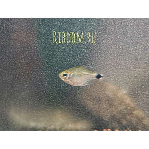 Hyphessobrycon heliacus — аквариумная рыбка из семейства Харациновые (Characidae), известная также как тетра Китти или хифессобрикон хелиактус.