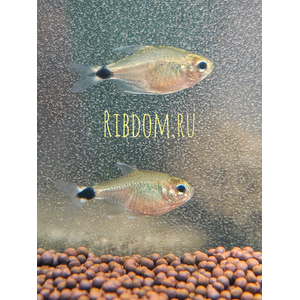 Hyphessobrycon heliacus — аквариумная рыбка из семейства Харациновые (Characidae), известная также как тетра Китти или хифессобрикон хелиактус.