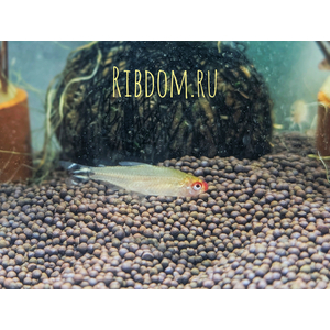 Родостомус (красноносая тетра, Hemigrammus rhodostomus) — небольшая рыбка из семейства Харациновые.

Отличительна особенность:

Красное пятно на голове — главная отличительная особенность родостомуса. За это рыбка и получила своё название.
Интенсивность окраса зависит от условий содержания: если рыбка испытывает стресс, пятно становится бледно-красным, в комфортных условиях — рубиново-красным.