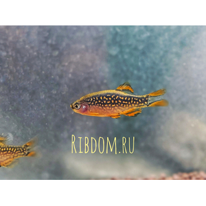 Микрорасбора галактика (Danio margaritatus) — миниатюрная аквариумная рыбка из семейства Карповых. Другие названия: маргаритата, звёздная расбора, данио маргаритатус, данио галактика.