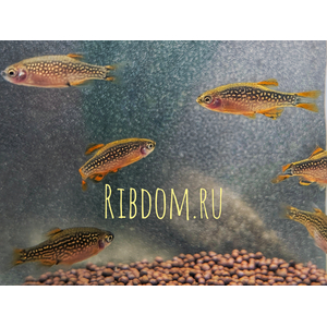 Микрорасбора галактика (Danio margaritatus) — миниатюрная аквариумная рыбка из семейства Карповых. Другие названия: маргаритата, звёздная расбора, данио маргаритатус, данио галактика.