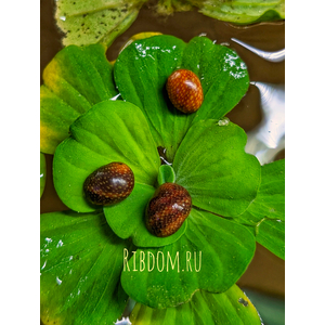 Улитка Батик (Neritina Variegata) — пресноводный моллюск из семейства Neritidae, популярный в аквариумистике благодаря своей внешности и роли «чистильщика» аквариума.Улитка Батик (Neritina Variegata) — пресноводный моллюск из семейства Neritidae, популярный в аквариумистике благодаря своей внешности и роли «чистильщика» аквариума.