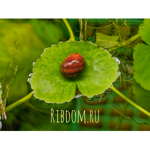 Улитка Батик (Neritina Variegata) — пресноводный моллюск из семейства Neritidae, популярный в аквариумистике благодаря своей внешности и роли «чистильщика» аквариума.