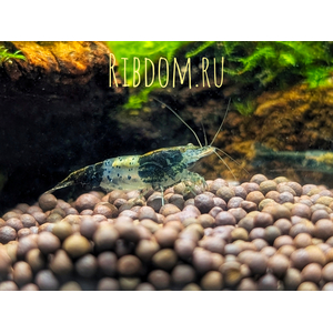 КРЕВЕТКА ЗУЧИ ЧЕРНАЯ, РИЛИ КАРБОН - BLACK ZUСHI SHRIMP, CARBON RILI