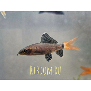 Лабео двухцветный (биколор, лат. Epalzeorhynchos bicolor) — пресноводная лучеперая рыбка из семейства Карповые. Родиной вида считается Таиланд. Разводится в неволе и популярен как аквариумная рыбка-водорослеед.