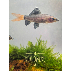 Лабео двухцветный (биколор, лат. Epalzeorhynchos bicolor) — пресноводная лучеперая рыбка из семейства Карповые. Родиной вида считается Таиланд. Разводится в неволе и популярен как аквариумная рыбка-водорослеед.