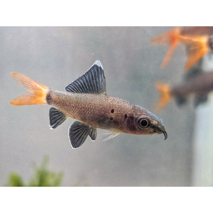 Лабео двухцветный (биколор, лат. Epalzeorhynchos bicolor) — пресноводная лучеперая рыбка из семейства Карповые. Родиной вида считается Таиланд. Разводится в неволе и популярен как аквариумная рыбка-водорослеед.
