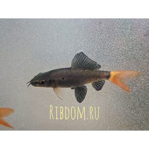 Лабео двухцветный (биколор, лат. Epalzeorhynchos bicolor) — пресноводная лучеперая рыбка из семейства Карповые. Родиной вида считается Таиланд. Разводится в неволе и популярен как аквариумная рыбка-водорослеед.