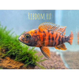 Аулонокара мультиколор (Aulonocara sp. «Multicolor») — пресноводная лучеперая рыбка из семейства Цихловые. Это селекционная форма, полученная в результате многолетней селекции различных видов аулонокар с использованием пятнистых самок некоторых представителей группы Мбуна. В природе не встречается.