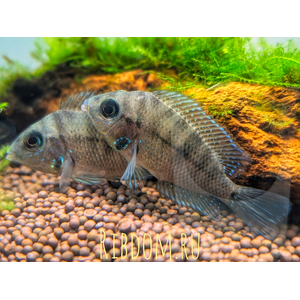 Цихлазома Меека (Thorichthys meeki) — популярная аквариумная рыба из семейства Цихловые. Ранее её относили к роду Цихлазома, но после ревизии семейства вид перенесли в род Thorichthys, однако историческое название сохранилось. Рыбка названа в честь американского ихтиолога Сета Евгения Мика (Меека), составившего первую книгу о рыбках Мексики.