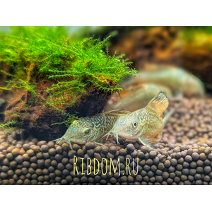 КОРИДОРАС ИЗУМРУДНЫЙ БРОХИС  ​Brochis splendens — вид лучепёрых рыб из семейства панцирных сомов, известный также под названиями: зелёный сомик, зелёный брохис, изумрудный сомик. Некоторые систематики относят этот вид к сестринскому роду коридорасов (лат. Corydoras splendens).КОРИДОРАС ИЗУМРУДНЫЙ БРОХИС  ​Brochis splendens — вид лучепёрых рыб из семейства панцирных сомов, известный также под названиями: зелёный сомик, зелёный брохис, изумрудный сомик. Некоторые систематики относят этот вид к сестринскому роду коридорасов (лат. Corydoras splendens).