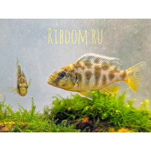 ЛЕОПАРД ЗОЛОТОЙ (НИМБОХРОМИС ВЕНУСТУС)​ Nimbochromis venustus — научное название цихлиды «Золотой леопард» (нимбохромис венустус). Это пресноводная лучепёрая рыба из семейства Цихловые, эндемик африканского озера Малави.