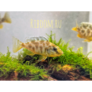 ЛЕОПАРД ЗОЛОТОЙ (НИМБОХРОМИС ВЕНУСТУС)​ Nimbochromis venustus — научное название цихлиды «Золотой леопард» (нимбохромис венустус). Это пресноводная лучепёрая рыба из семейства Цихловые, эндемик африканского озера Малави.