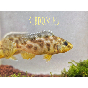 ЛЕОПАРД ЗОЛОТОЙ (НИМБОХРОМИС ВЕНУСТУС)​ Nimbochromis venustus — научное название цихлиды «Золотой леопард» (нимбохромис венустус). Это пресноводная лучепёрая рыба из семейства Цихловые, эндемик африканского озера Малави.