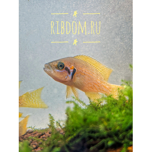 ПРИНЦЕССА БУРУНДИ - Neolamprologus brichardi. Эндемик северной части озера Танганьика (Восточная Африка). Рыбка населяет неглубокие скальные биотопы с каменистым дном и небольшими ущельями, которые использует как укрытия.