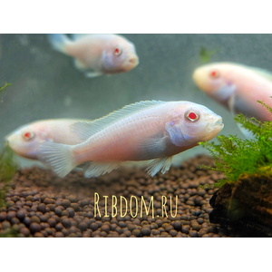 Pseudotropheus pindani «Снежный принц» (альбиносная форма псевдотрофеуса Пиндани, также известная как Pseudotropheus socolofi albino) — селекционная форма малавийской цихлиды. Отличается белоснежной окраской тела и ярко-красными глазами.