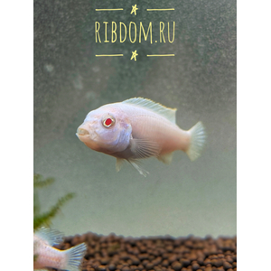 Pseudotropheus pindani «Снежный принц» (альбиносная форма псевдотрофеуса Пиндани, также известная как Pseudotropheus socolofi albino) — селекционная форма малавийской цихлиды. Отличается белоснежной окраской тела и ярко-красными глазами.