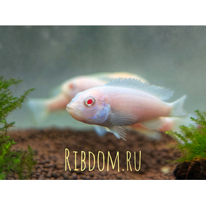 Pseudotropheus pindani «Снежный принц» (альбиносная форма псевдотрофеуса Пиндани, также известная как Pseudotropheus socolofi albino) — селекционная форма малавийской цихлиды. Отличается белоснежной окраской тела и ярко-красными глазами.