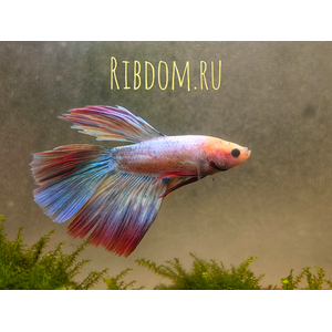 Петушок Халф Мун (международное название — Betta Halfmoon (Betta splendens)) — селекционная форма лабиринтовой рыбы, другое название — бойцовая рыбка. Название переводится как «полумесяц» и связано с формой хвоста, который в расправленном виде образует угол в 180°.