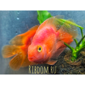 Red Parrot Cichlid (красный попугай) — искусственно выведенный гибрид южноамериканских цихлид, созданный тайваньскими селекционерами. Не встречается в дикой природе.