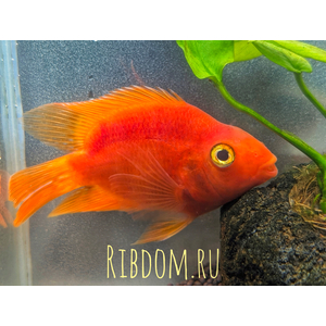 Red Parrot Cichlid (красный попугай) — искусственно выведенный гибрид южноамериканских цихлид, созданный тайваньскими селекционерами. Не встречается в дикой природе.