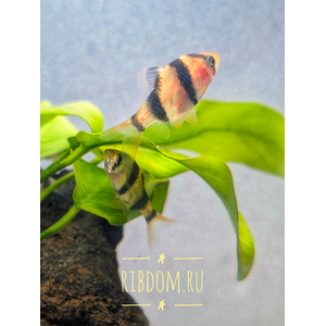 Tiger Barb (Puntius tetrazona) — аквариумная рыбка, которую также называют суматранским барбусом или тигровым барбусом.