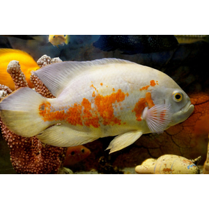 АСТРОНОТУС ТИГРОВЫЙ АЛЬБИНОС 5-6см - Astronotus

Внешний вид

Это селекционная форма. Тело светлое, почти белое, с яркими оранжевыми или красными пятнами и полосами. Ключевая особенность альбиносов — розовые или оранжевые глаза и плавники, полностью лишённые тёмной пигментации. У основания хвостового плавника есть характерное тёмное пятно с оранжевой каймой.