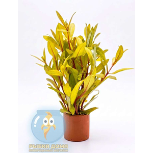 НИЗЕЯ ЗОЛОТАЯ - Nesaea pedicellata gold