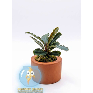 БУЦЕФАЛАНДРА ТЕМНЫЙ ФАНТОМ - Bucephalandra dark phantom