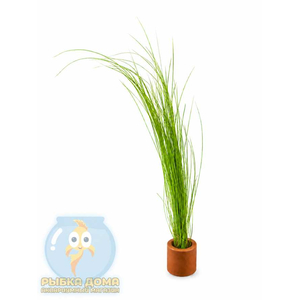 ЭЛЕОХАРИС ЖИВОРОДЯЩИЙ - Eleocharis vivipara