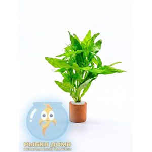 ПОГОСТЕМОН САМПСОНИ - Pogostemon sampsonii