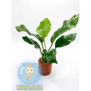 АНУБИАС БАРТЕРА КРИСПУС - Anubias barteri crispus