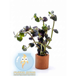БАКОПА ЗАЛЬЦМАНА ПУРПУРНАЯ Bacopa Salzmannii Purple